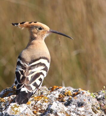 Birdwatching in Sagres Birdwatching in Sagres